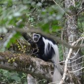  Arusha NP, TZ